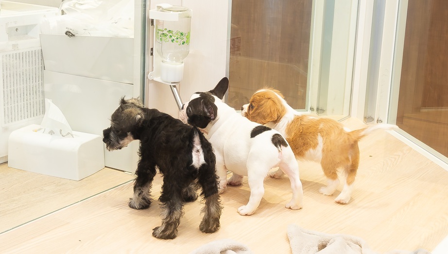 3dogs
